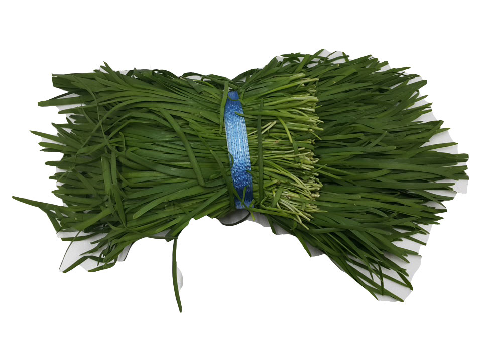 .농산)부추-양단/1단