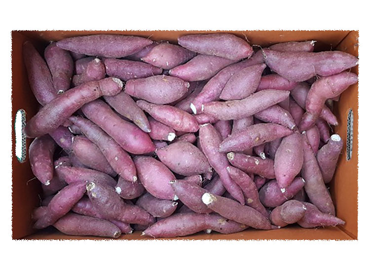 고구마(쫄)/박스