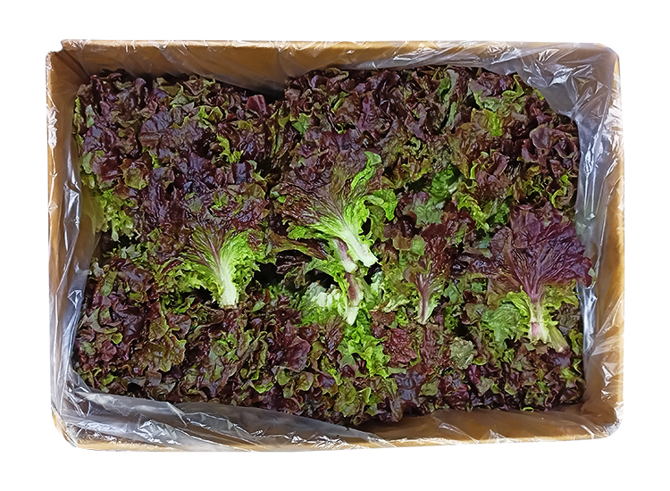 .농산)꽃상추-특/box