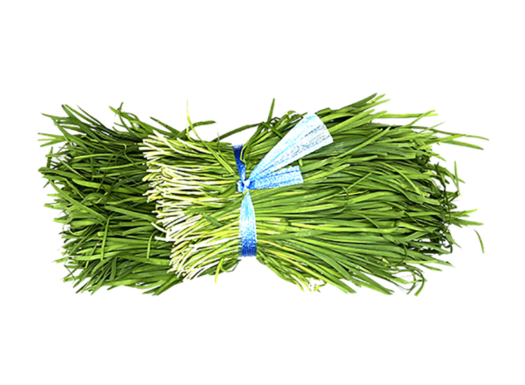 .농산)부추-양단/1단