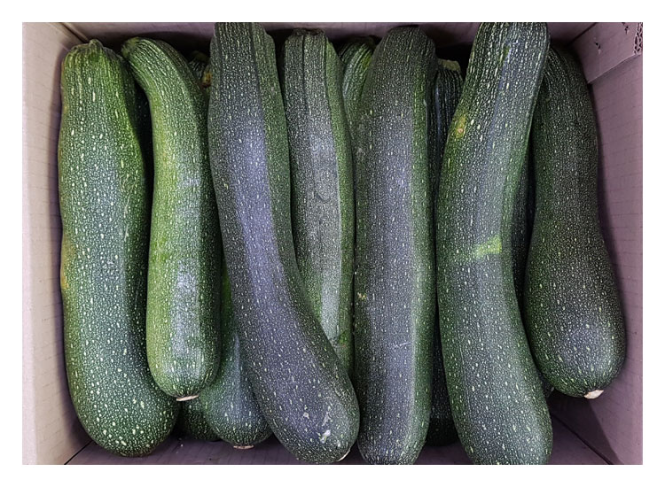 .농산)쥬키니호박-특/box