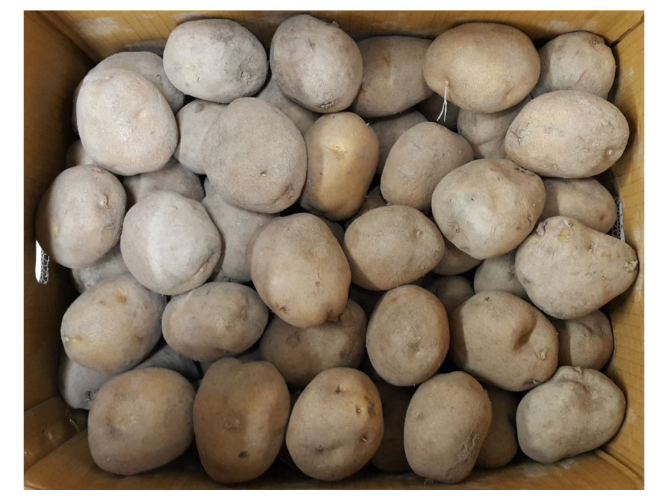 .농산)감자-왕특/box