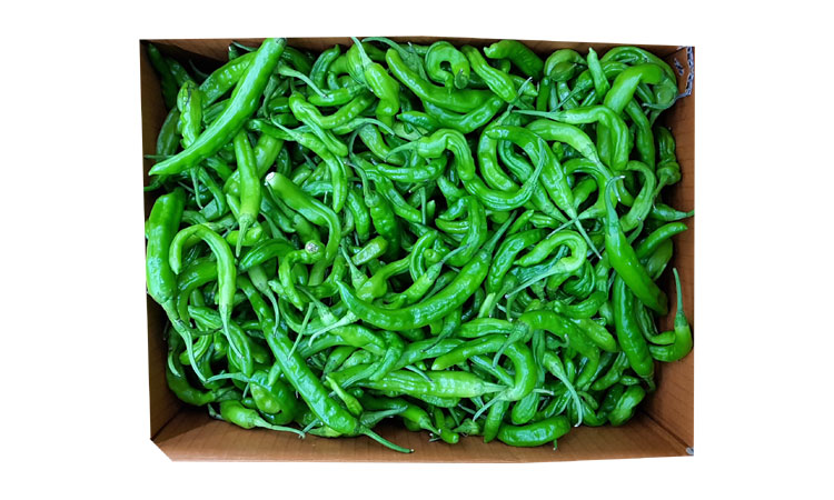 .농산)꽈리고추/box