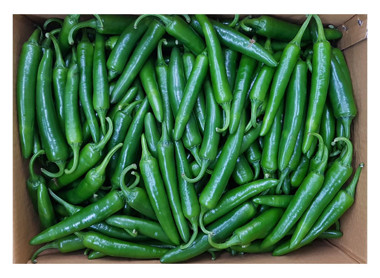 .농산)모닝고추/box