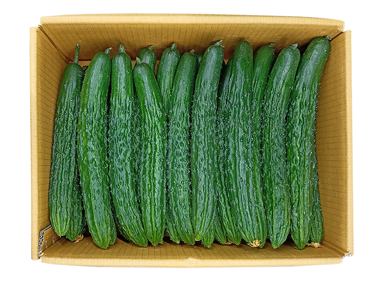 .농산)가시오이-특/box