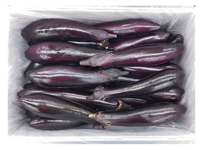 .농산)가지5kg/box