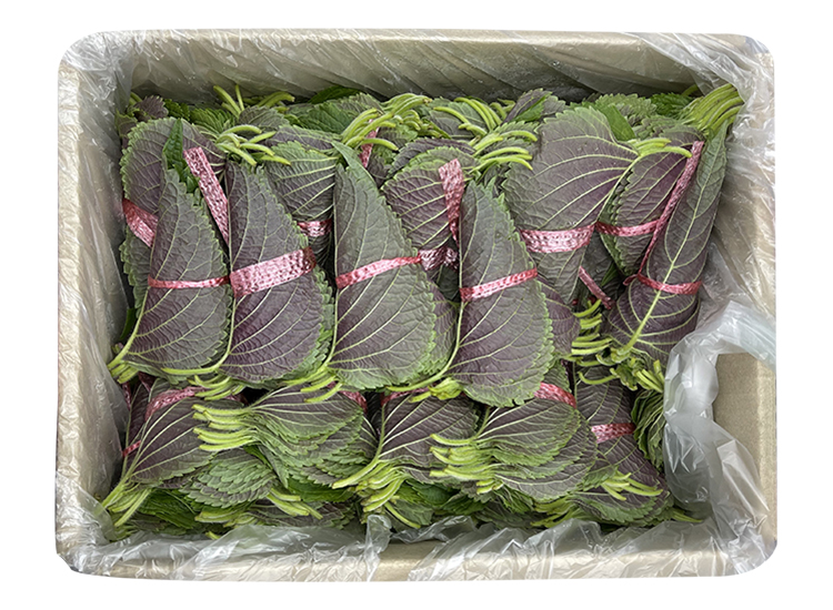 .농산)깻잎-특/box