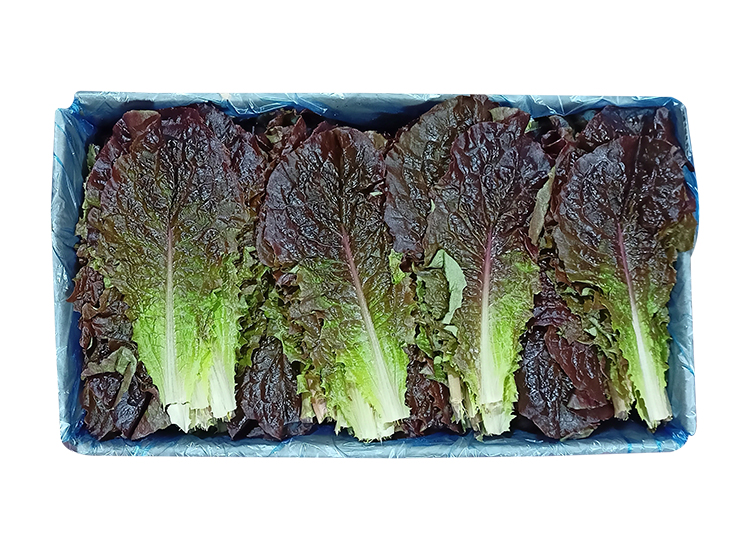 .농산)적상추-특/box