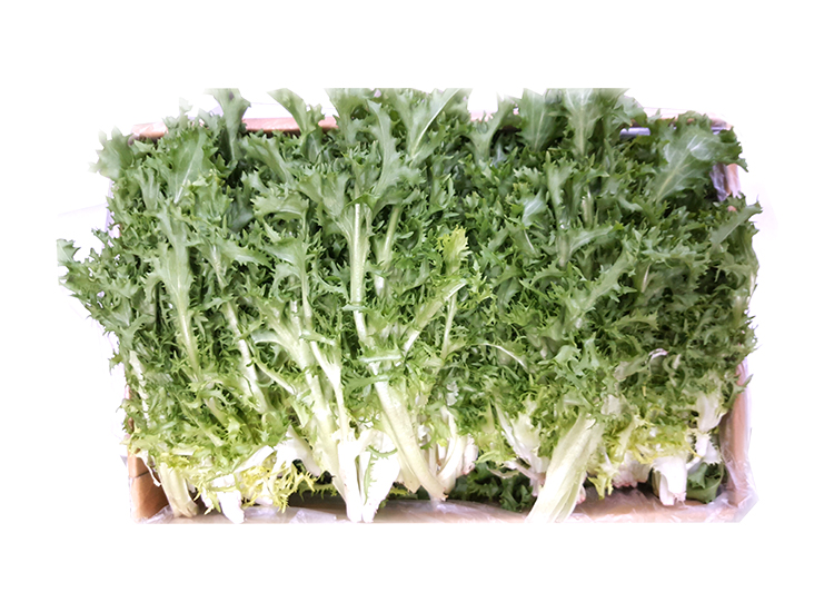 .농산)치커리/box