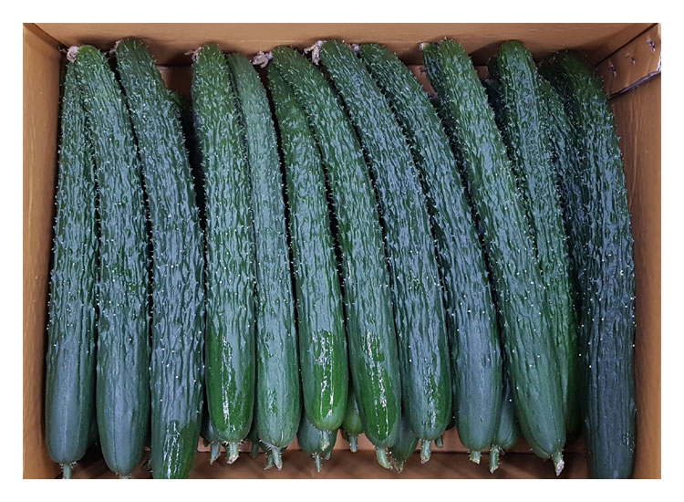 .농산)가시오이-특/box