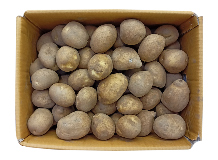 .농산)감자-왕특/box