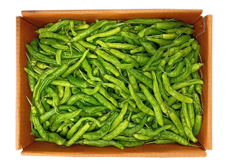 .농산)꽈리고추/box